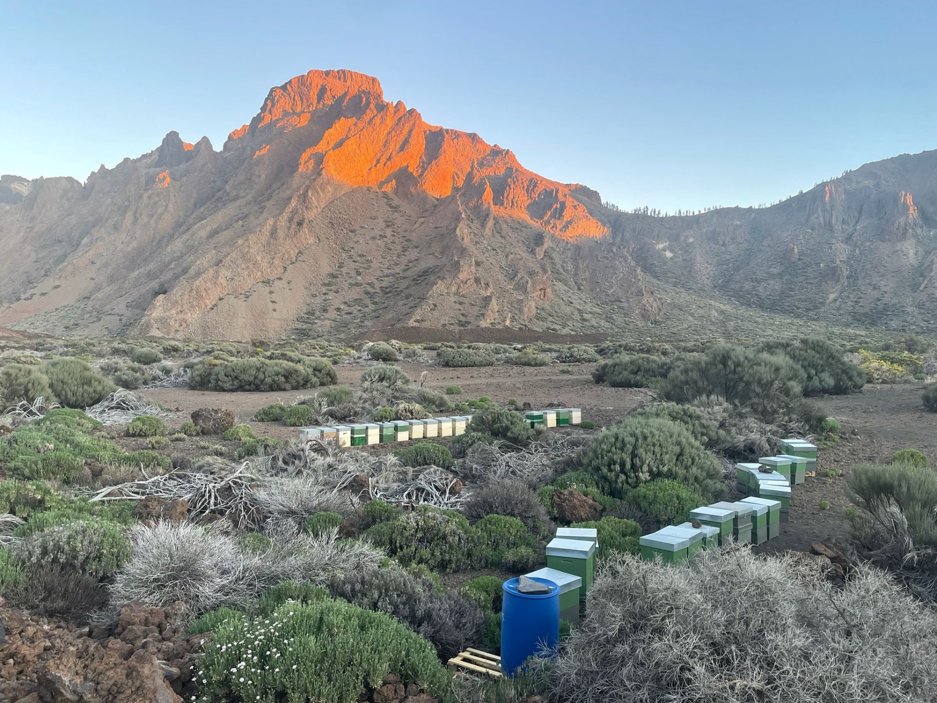 Amanecer sobre las colmenas con la montaña encendida de naranja