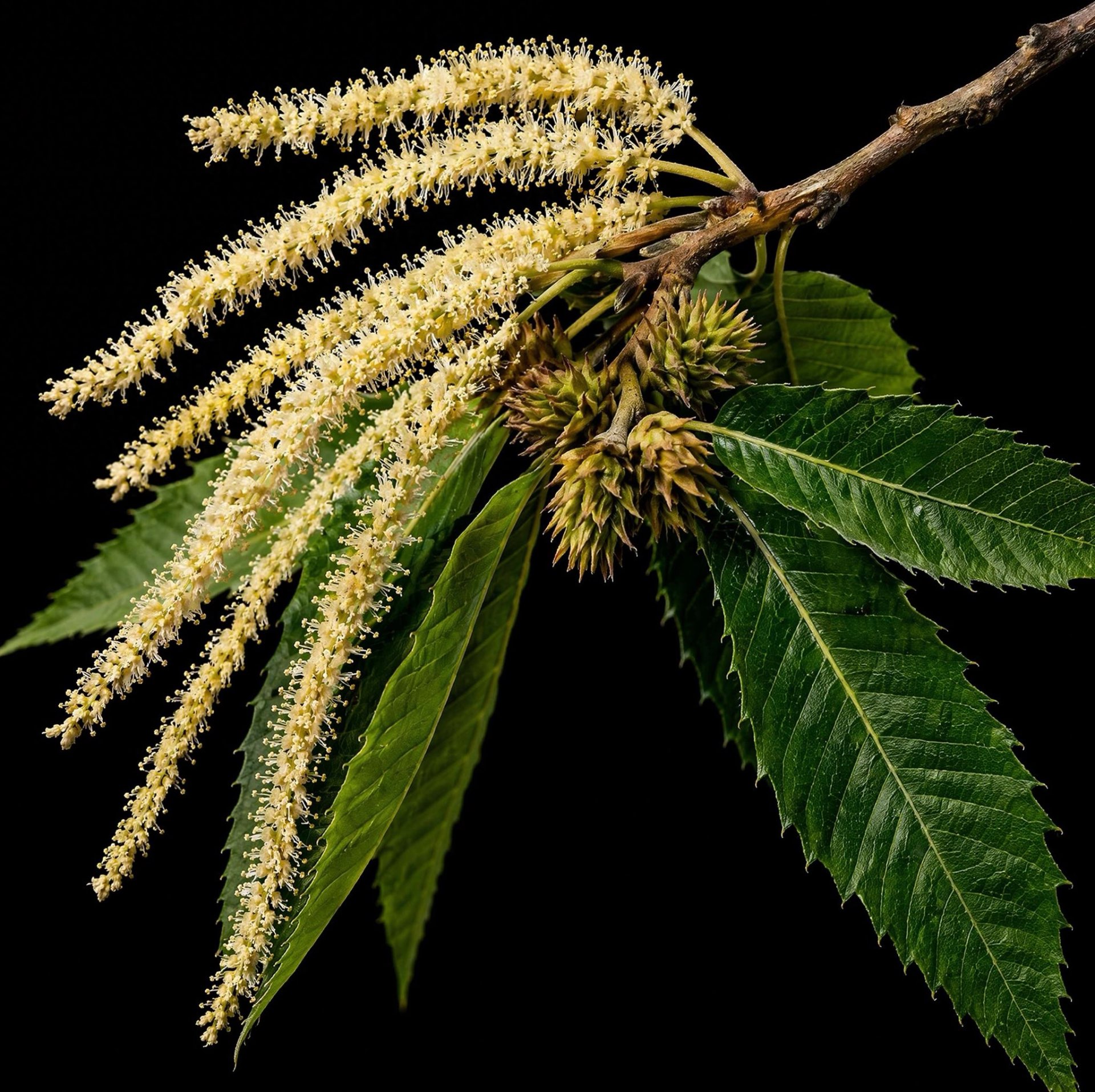 Castanea sativa