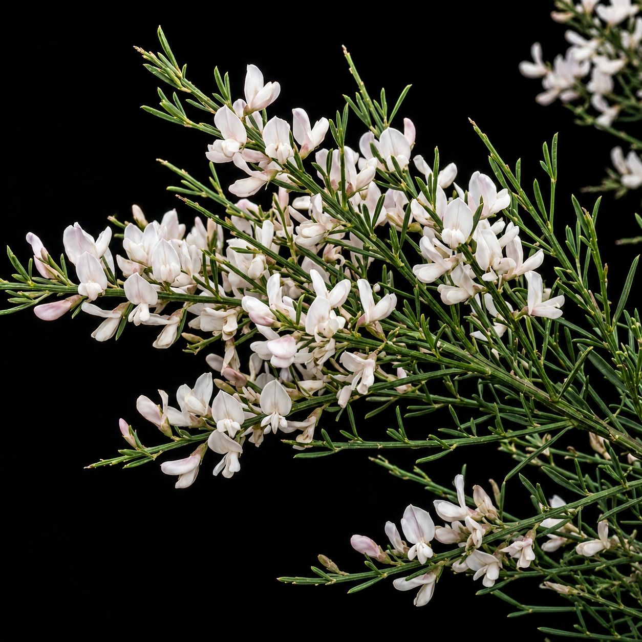 Spartocytisus supranubius