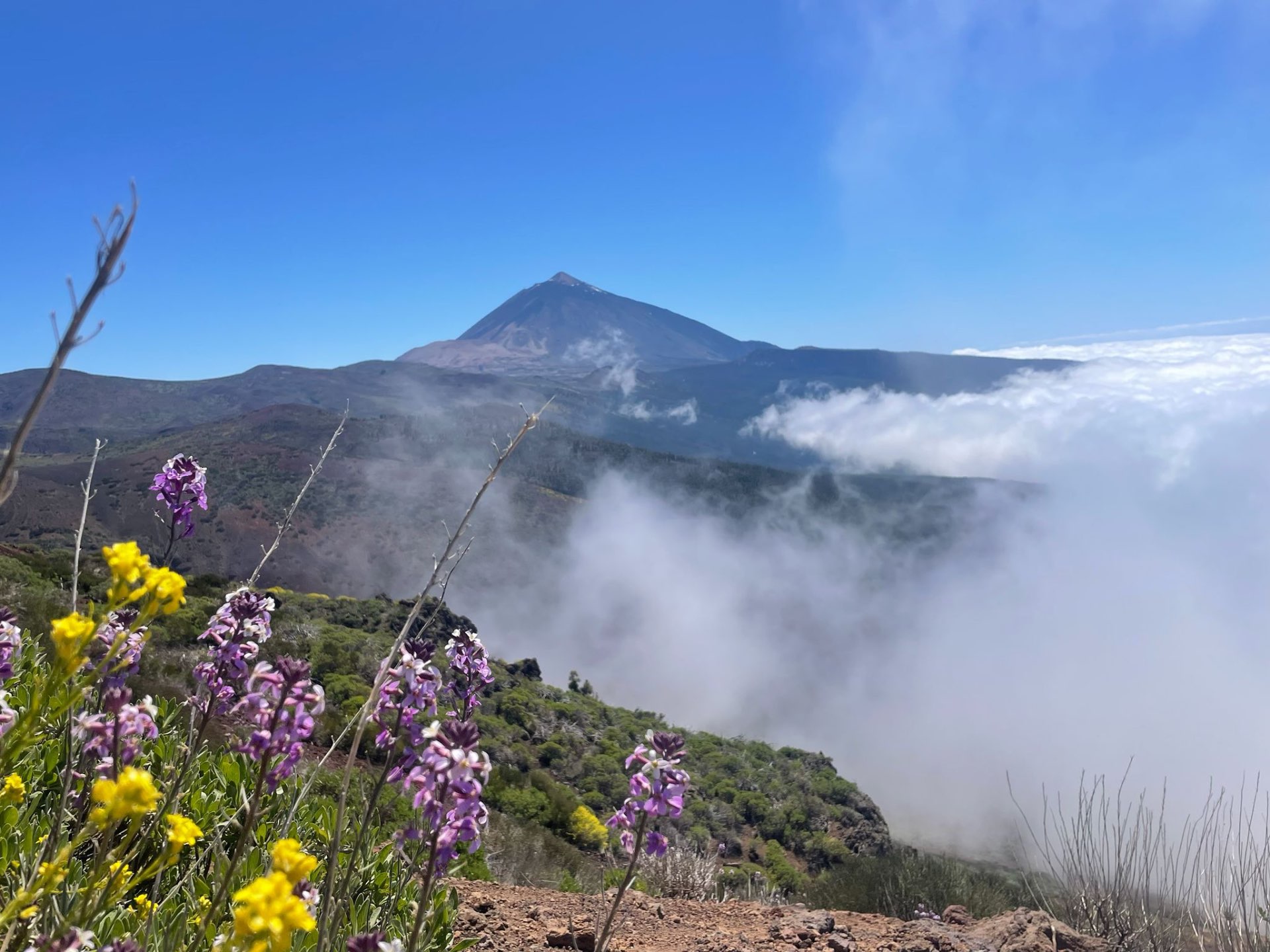 Flores silvestres y Teide entre las nubes