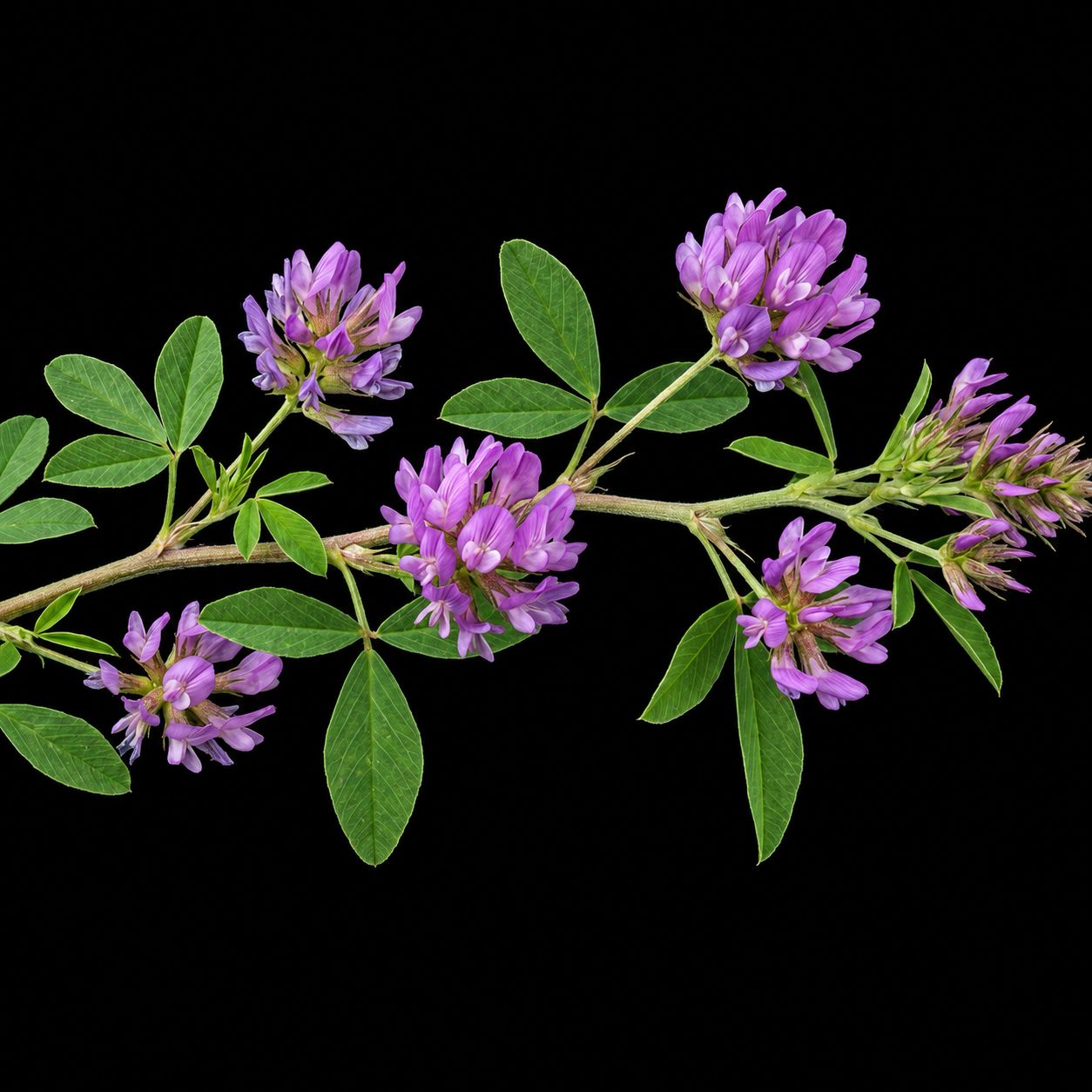 Bituminaria bituminosa