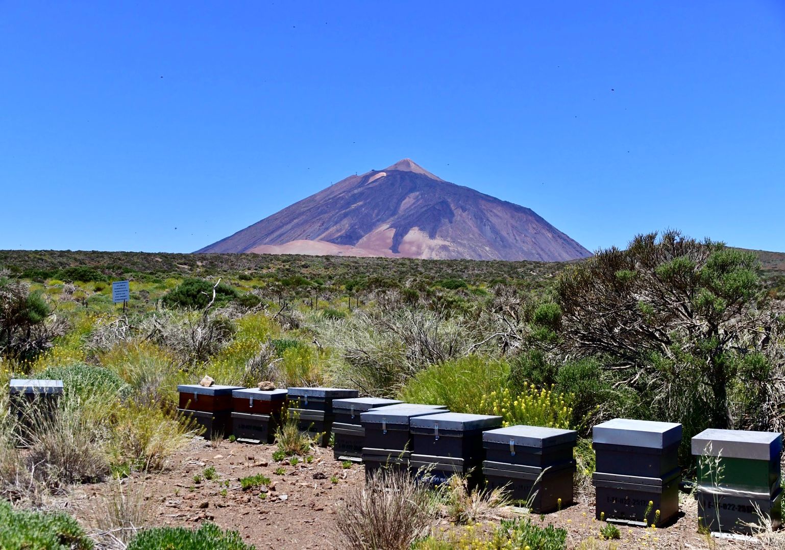 Colmenas frente al cono del Teide
