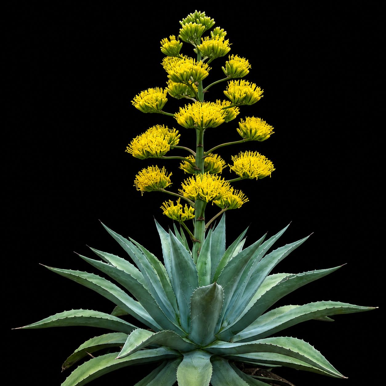 Agave americana