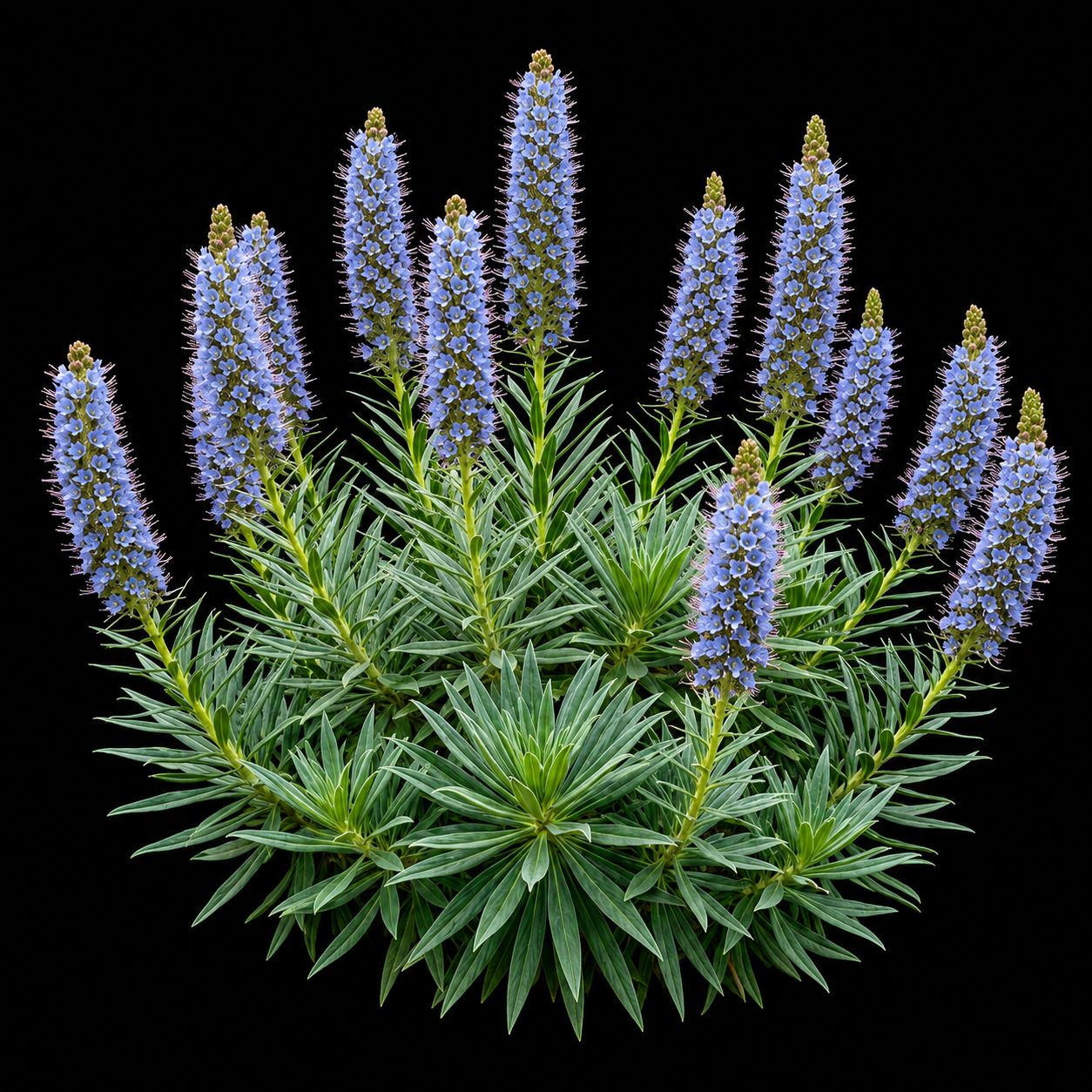 Echium virescens
