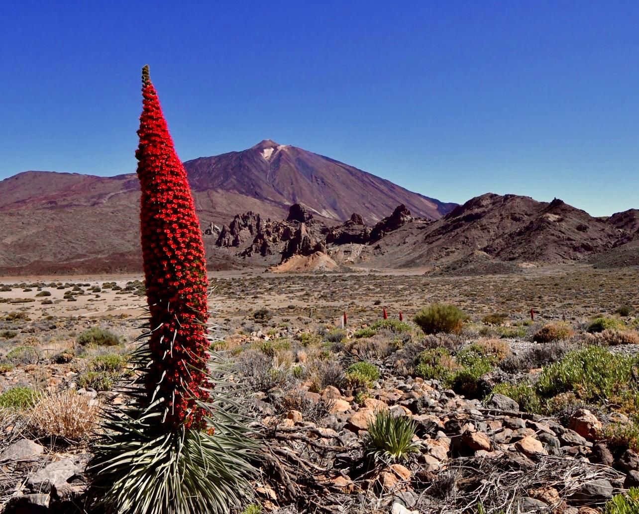Mieles de Canarias®