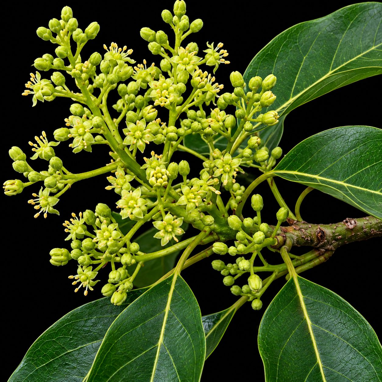 Persea americana