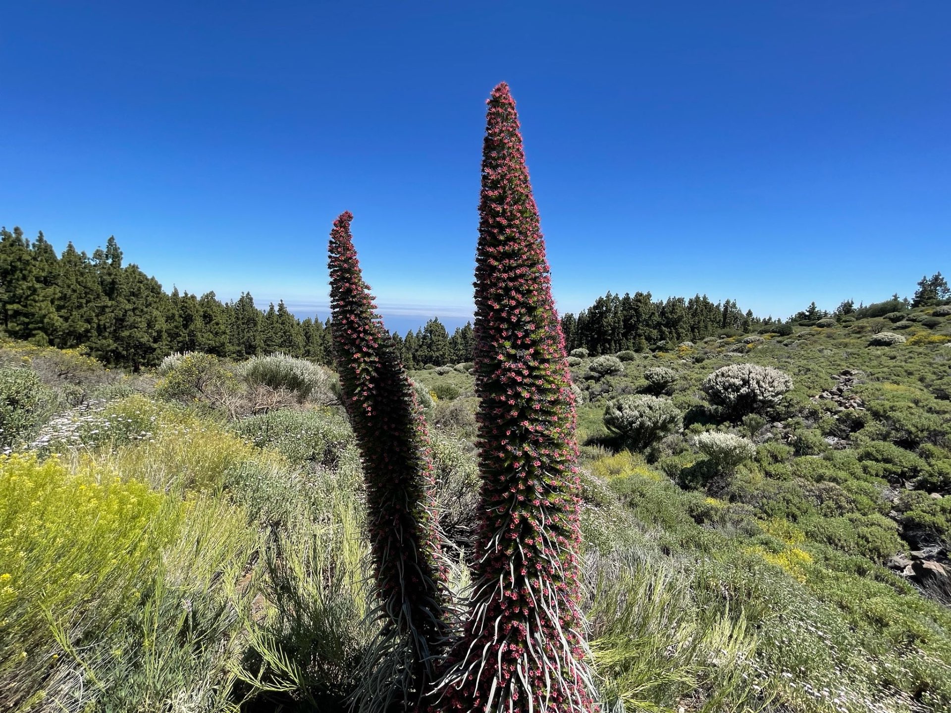Tajinaste rojo en flor — Echium wildpretii en las cumbres del Teide
