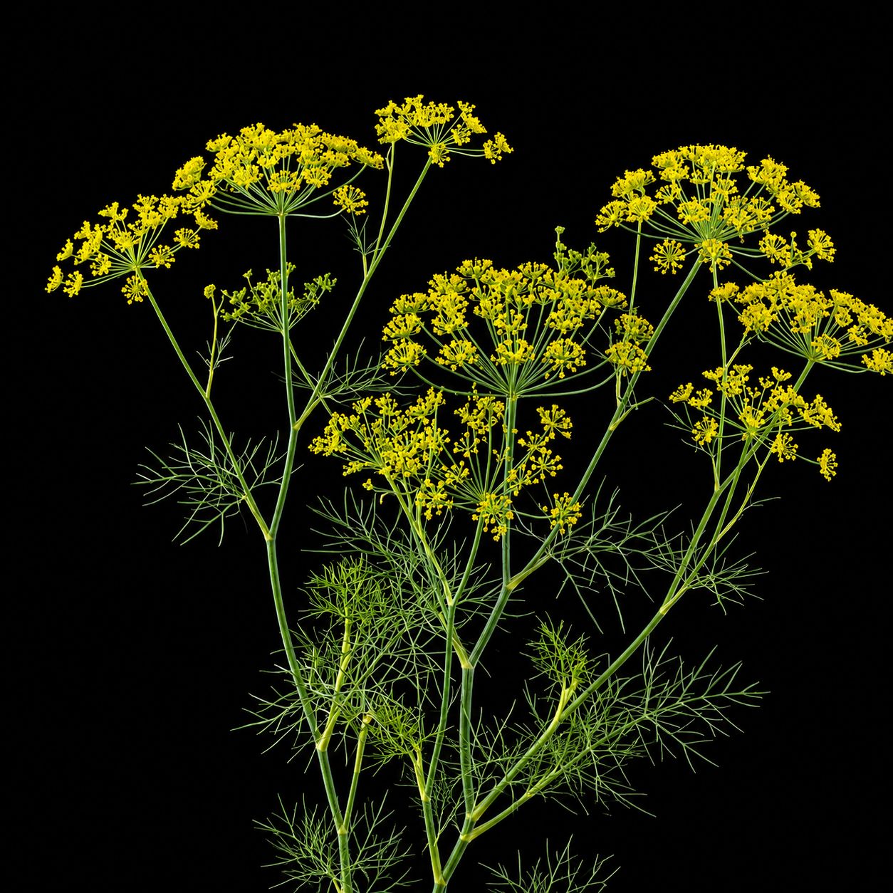 Foeniculum vulgare