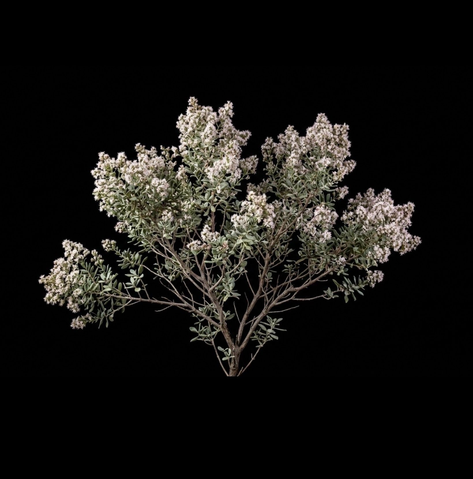 Bystropogon canariensis