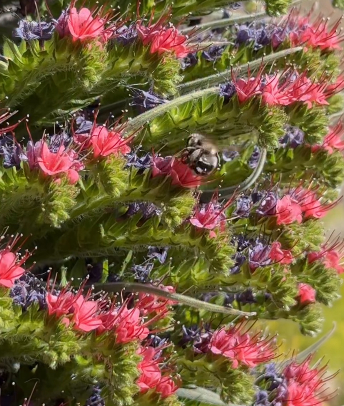 Abeja negra canaria — Apis mellifera mellifera, protegida y endémica.
