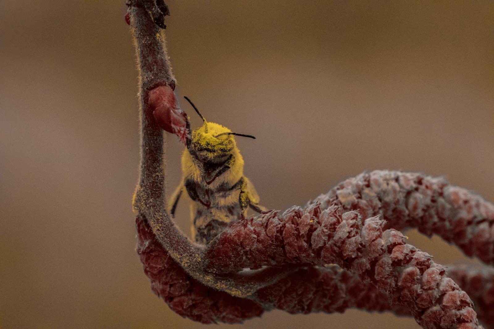 Hirschfeldia incana — planta botánica
