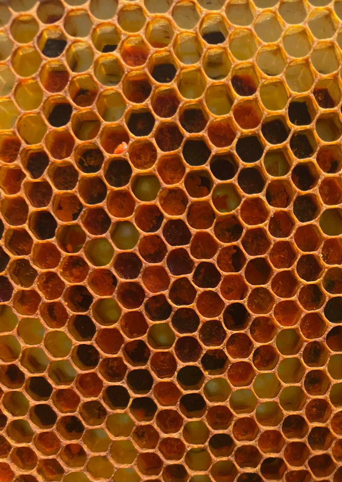 Mezcla silvestre de Tenerife — planta botánica