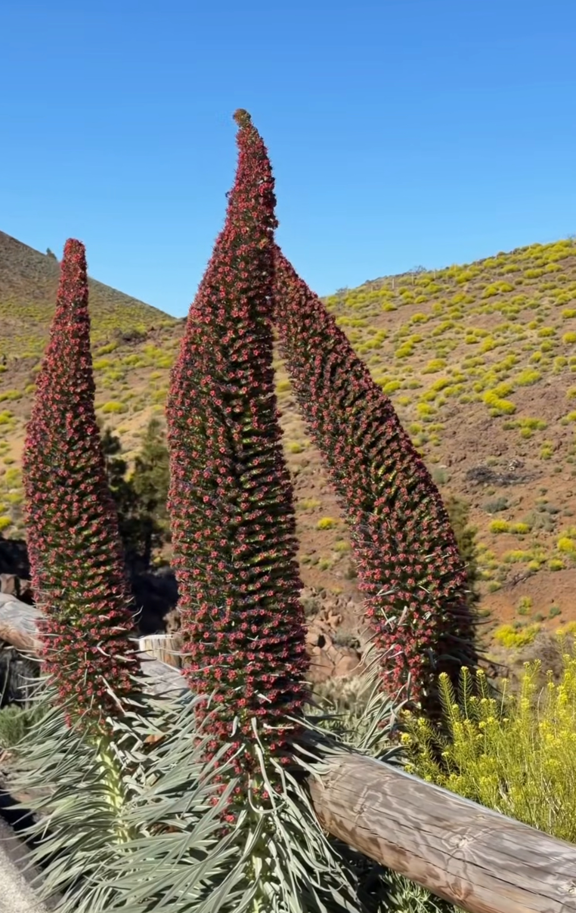 Apicultor de la familia a los pies del Teide entre Tajinaste y Retama